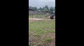 Sheep vs. miniature horse showdown