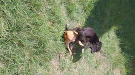 my two young puppies being goofy and playful,after a long rainy period