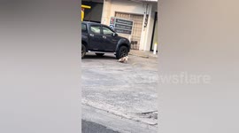Pet dog with no front legs wins hearts with its struggle to walk