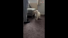 Pup's playful spins shine brighter than any spotlight