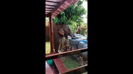 Thirsty wild elephant drinks from garden water storage jars