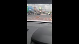 Smart stray dog uses zebra crossing to navigate busy road