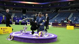 USA: Sage The Miniatre Poodle Wins Best In Show Winner at the 148 th Westminster Kennel Club Dog Show