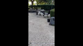Owner screams as fearless dog attacks snake before dropping it into swimming pool