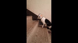 Cat struggles with oversized collar while climbing stairs