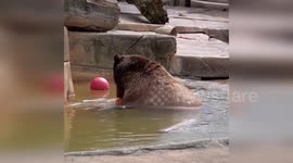 USA: Curious Bear Delights Visitors at Milwaukee County Zoo with Playful Water Antics
