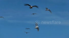 485 beaches in Italy awarded Blue Flag in 2024