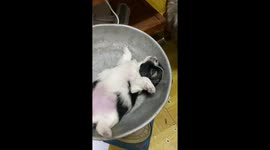 Puppy sleeps comfortably in set of weighing scales