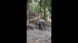This elephant is living his best life rolling in mud during rain storm