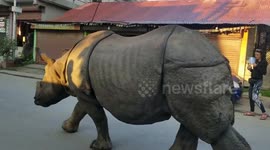 Huge rhino walks through streets in Nepal