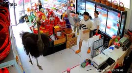 Shoppers bemused as ostrich strolls into supermarket in southern China