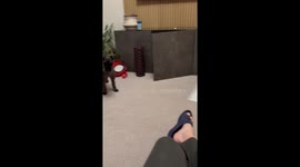 Confused mini schnauzer watches wild Italian greyhound puppy