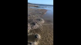 Soldier crab swarm: spectacular sight in North Queensland
