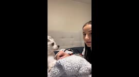 Dog proves undeniable understanding in heartwarming video