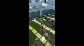 Cute Panda Climbs Down Tree at Qatar Panda House