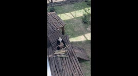 Regions first Panda located in Qatar eating Bamboo