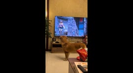 Qianqian's TV time: a dog's hilarious reaction to fierce German shepherds