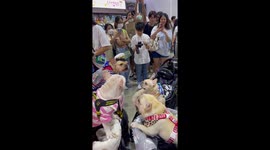 Four French Bulldogs have adorable 'bark off' at pet show