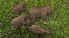 Elephant calf sleeps surrounded by herd in adorable moment captured by drone