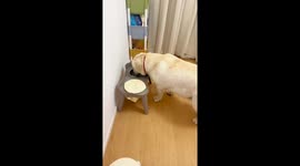 Good-mannered Labrador wipes wet mouth with cloth after drinking water in northern China