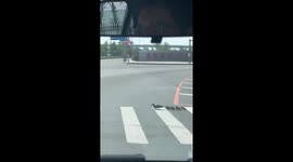 Flock of ducklings cross road on zebra crossing in China