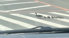 Group of ducklings follow mother across busy road using zebra lines