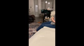 Milo the greyhound lets out huge bark attempting to get owner to play