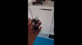 Arachnophobic man's peace ambushed by mischievous partner's 'fake spiders' prank