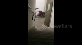 China: Lost Golden Retriever, in Search of Its Owner