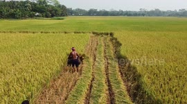 Bangladesh: Using a rice-cutting machine in Barisal Division
