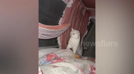 Chubby cat struggles to climb into hammock in China