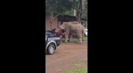 Hungry elephant caught raiding a tourist's car in Thailand's Khao Yai National Park