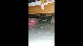 Monitor lizard sparks panic rampaging through home in Thailand
