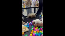 Pet skunk exercises on giant hamster wheel