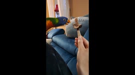 Lorikeet Tries to Lick Ice Cream