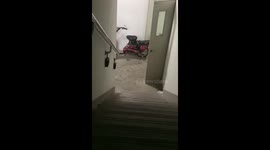 Golden Retriever hears owner but struggles to find her