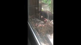 One for you, one for me! Mother bird takes a bite from snacks while feeding chicks