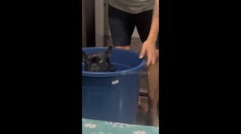 French bulldog's unusual reaction to punishment amuses owners
