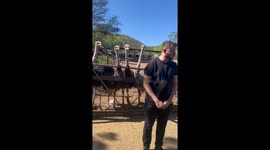 Feathered spa: Ostriches treat visitor to neck massage