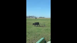 Calf's misadventure in hay bale feeder turns heads in Texas pasture