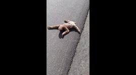 Couple rescues sloth returning it to treetop haven
