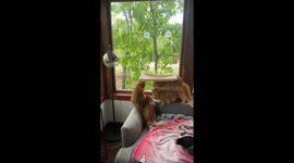 Synchronized orange cats delight in window hunt