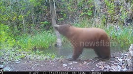 A beautiful black bear sporting a yellow coat stands in perfect profile before putting its eyes just inches from the camera lens.