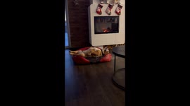 Bulldog Barks in His Sleep