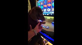 Dachshund Has Beginner's Luck at Casino