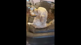 Adorable dog sits just like a human would wearing a tie she sits so proud