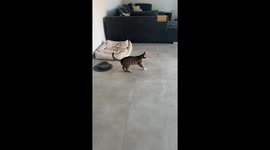 Cat pretends to limp for attention from canine friend