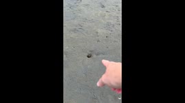 Springer Spaniel Discovers Clams at the Beach