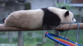 China: Chongqing Zoo