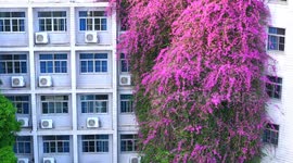 China: Triangle Plum Grows Along The Wall of A Teaching Building in Nanning